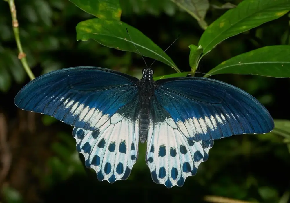 Czarny motyl w malarstwie - Symbolika i interpretacja