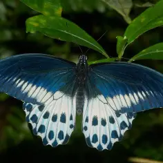 Niebiesko-biały motyl z czarnymi plamkami, niczym le papillon noir, siedzi na zielonych liściach.