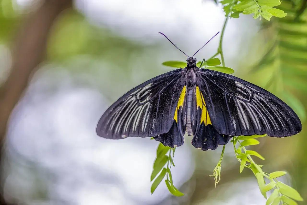 Czarny motyl, le papillon noir, z żółtymi akcentami na skrzydłach, spoczywa na zielonej gałązce.